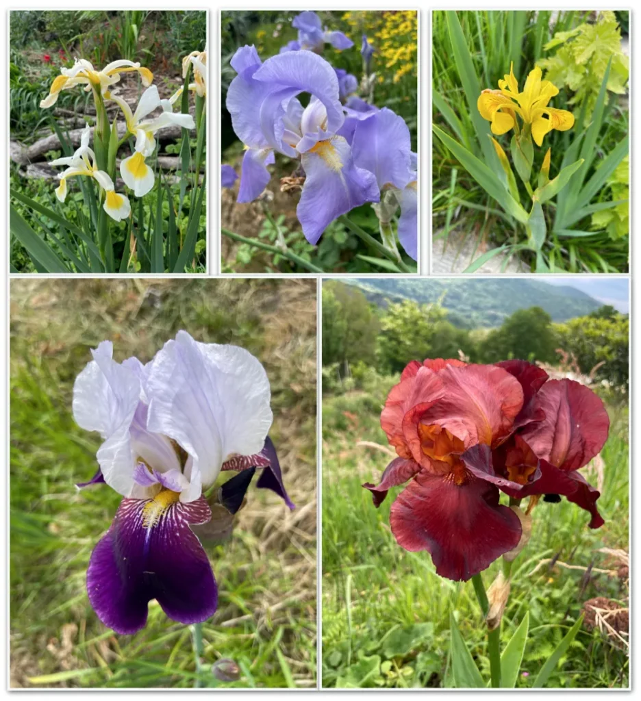 Les iris de la ferme l'Espi sauvage Tampopo
