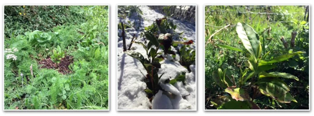 Lettre Tampopo, Belles nouvelles des plantes : les théiers de l'Espi sauvage ont passé l'hiver